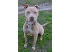 Adopt Cain a Pit Bull Terrier