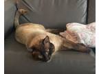 Adopt Oscar a Siamese, Domestic Short Hair