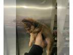 Chiranian PUPPY FOR SALE ADN-767567 - Pomchi puppies