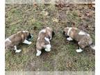 Saint Bernard PUPPY FOR SALE ADN-732827 - One and only