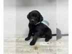 Labrador Retriever PUPPY FOR SALE ADN-767563 - Labrador Retriever puppies