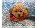 Poodle (Toy) PUPPY FOR SALE ADN-767552 - Gorgeous Red Toy Poodle