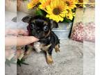 Chihuahua PUPPY FOR SALE ADN-767548 - Tiny showy DIVA