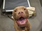 Adopt TAZ a Pit Bull Terrier, Mixed Breed