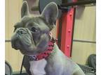 French Bulldog PUPPY FOR SALE ADN-767523 - French Bulldog Puppy