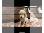 Golden Retriever PUPPY FOR SALE ADN-767522 - Golden Retriever Puppies Ready Now