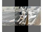 Jack Russell Terrier PUPPY FOR SALE ADN-767519 - Jack Russell Puppies