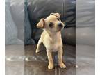 Chihuahua-Chiweenie Mix PUPPY FOR SALE ADN-767442 - Chiweenies