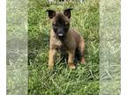 Belgian Malinois PUPPY FOR SALE ADN-767407 - AKC Register Grand Champion Lineage