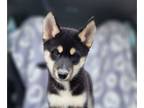 Siberian Husky PUPPY FOR SALE ADN-767406 - AKC Siberian Husky