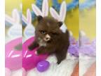 Pomeranian PUPPY FOR SALE ADN-767404 - Litter of 4