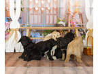 Goldendoodle PUPPY FOR SALE ADN-767402 - Easter bunnies