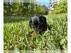 Dachshund PUPPY FOR SALE ADN-767398 - Mini dachshund
