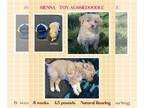 F2 Aussiedoodle PUPPY FOR SALE ADN-767393 - Toy AussieDoodles