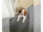Cavalier King Charles Spaniel PUPPY FOR SALE ADN-767302 - Cavalier King Charles