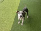 Adopt Igor a Pit Bull Terrier, Mixed Breed