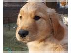 Golden Retriever PUPPY FOR SALE ADN-767284 - Mr Teal Golden Retriever Puppy