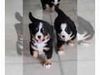 Bernese Mountain Dog PUPPY FOR SALE ADN-767272 - AKC Bernese Mountain Dogs