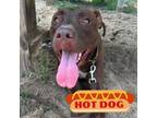 Adopt Pete a Pit Bull Terrier, Mixed Breed