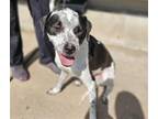 Adopt LITTLE BOY a Australian Cattle Dog / Blue Heeler