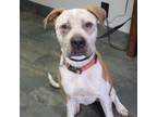 Adopt Myles a Pit Bull Terrier, Australian Cattle Dog / Blue Heeler