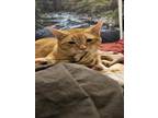 Adopt TYGER a Domestic Short Hair