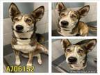 Adopt LOUIE a Husky