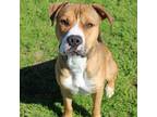 Adopt Cactus Jack (in foster) a Boxer, Mixed Breed