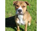 Adopt Cactus Jack a Boxer, Mixed Breed