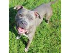 Adopt My Name Jeff a American Staffordshire Terrier, Mixed Breed