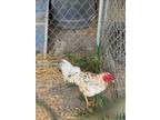 Adopt Rooster a Chicken