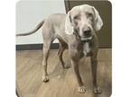 Adopt Pluto a Weimaraner