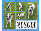 Adopt Roscoe a Great Pyrenees