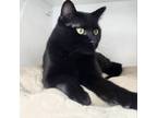 Adopt Bon Jovi a Domestic Short Hair