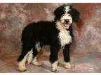 Adopt CHAMPION a Bernese Mountain Dog, Poodle
