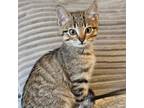 Adopt Billy The Kid (Calamity Jane) a Domestic Short Hair