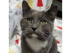 Adopt Charlie a Domestic Short Hair