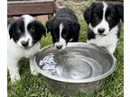 Border Collie PUPPY FOR SALE ADN-767560 - Border Collie Puppies for Sale