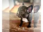 French Bulldog PUPPY FOR SALE ADN-767433 - AKC Registered French Bulldog