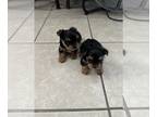 Yorkshire Terrier PUPPY FOR SALE ADN-767419 - Purebred Yorkies