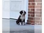 Australian Shepherd PUPPY FOR SALE ADN-767415 - Australian shepherd puppies