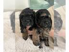 Cock-A-Poo PUPPY FOR SALE ADN-767362 - Tri Color Brother and Sister