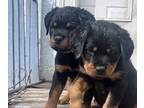 Rottweiler PUPPY FOR SALE ADN-767257 - German Natural Rottweiler