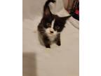 Adopt Oreo a Domestic Medium Hair