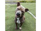 Adopt Diesel a Pit Bull Terrier