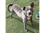 Adopt Smiley a Pit Bull Terrier