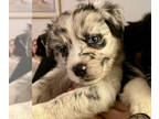 Australian Shepherd PUPPY FOR SALE ADN-764396 - 2 female Australian Shepherd