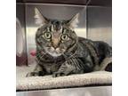 Adopt River a Domestic Short Hair