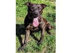 Adopt EVEREST a Pit Bull Terrier, Labrador Retriever