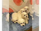 Bichon Frise PUPPY FOR SALE ADN-767561 - Bichon Frise Litter of 5